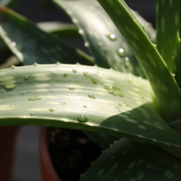 Aloe Vera _1
